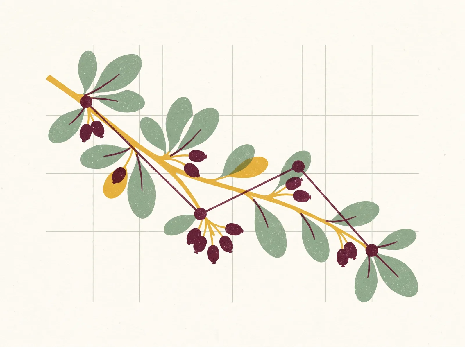 Illustration of a barberry branch whose berries form a descending line chart