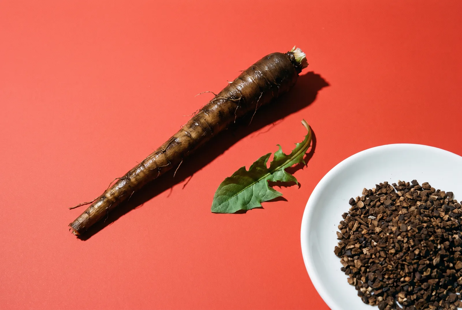 A dark brown dandelion taproot and a serrated green leaf beside a saucer of roasted root granules on a red background