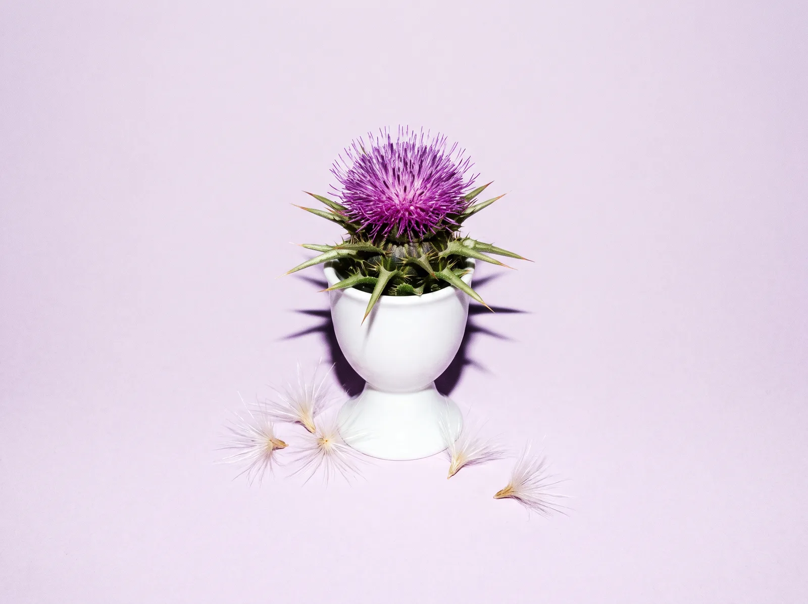 A purple milk thistle flower standing in a white egg cup on a lilac background