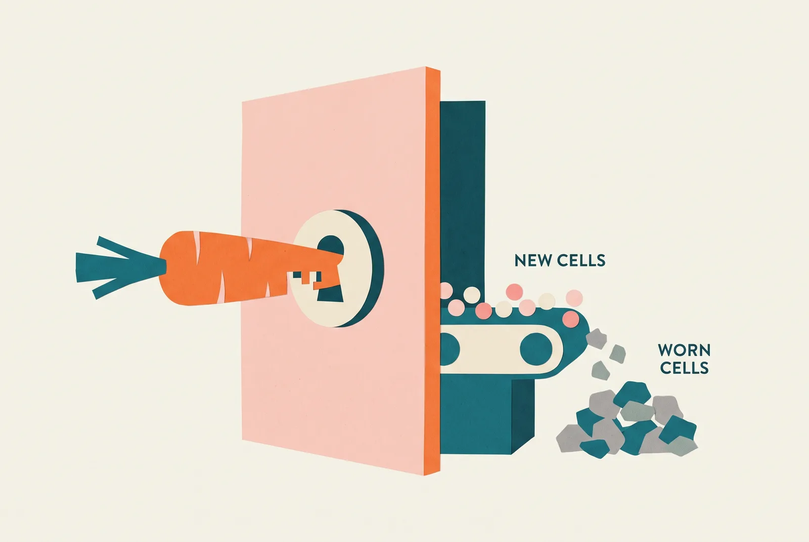 Illustration of a carrot-shaped key turning in a lock on a pink wall, revealing a conveyor belt swapping gray cells for fresh round ones